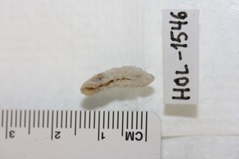 Media type: image;   Invertebrate Zoology HOL-1546 Description: Preserved specimen.;